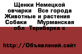 Щенки Немецкой овчарки - Все города Животные и растения » Собаки   . Мурманская обл.,Териберка с.